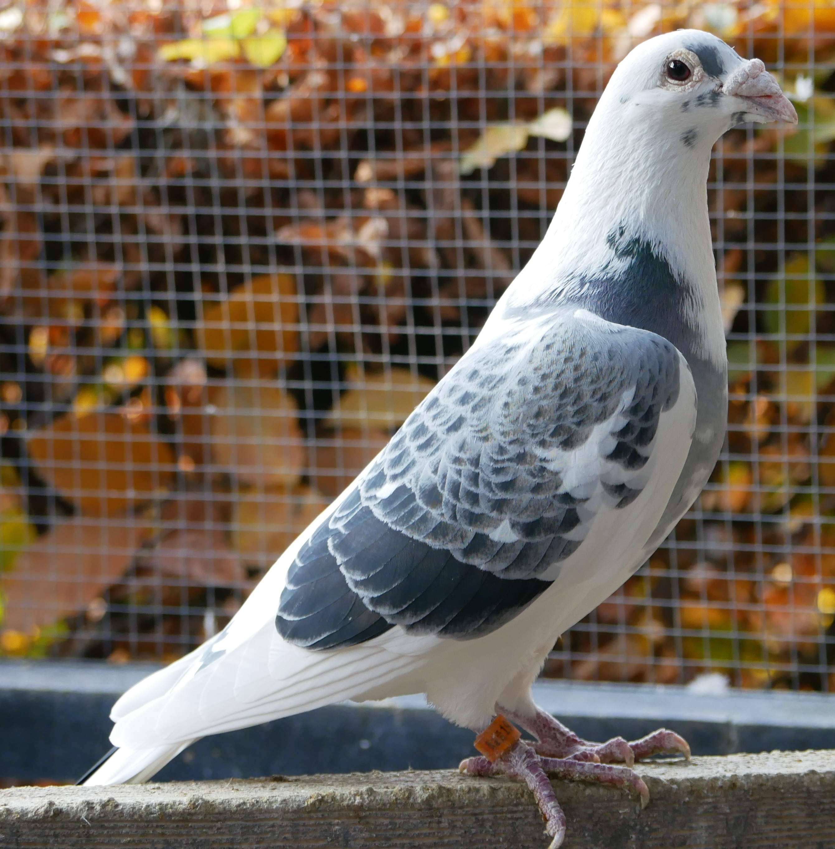 Welkom / Start | Meulemans En Gebr.Janssen Postduiven